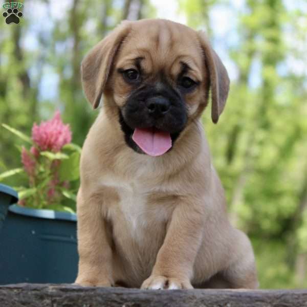 Cece, Puggle Puppy