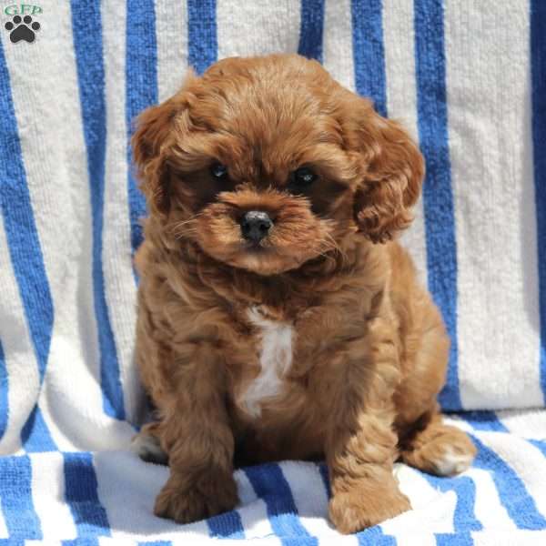 Vernon, Cavapoo Puppy