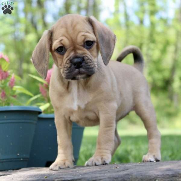 Cherie, Puggle Puppy