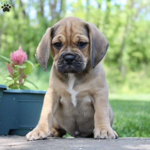 Chad, Puggle Puppy