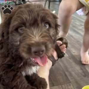 Duke, Mini Aussiedoodle Puppy