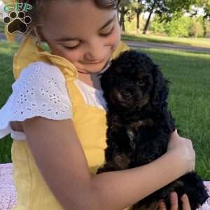 Willow, Miniature Poodle Puppy