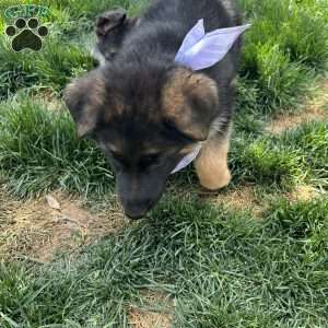 Chance, German Shepherd Puppy