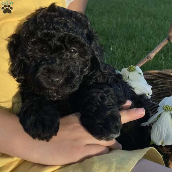 Oreo, Miniature Poodle Puppy