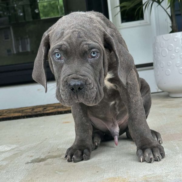 Gordo, Cane Corso Puppy