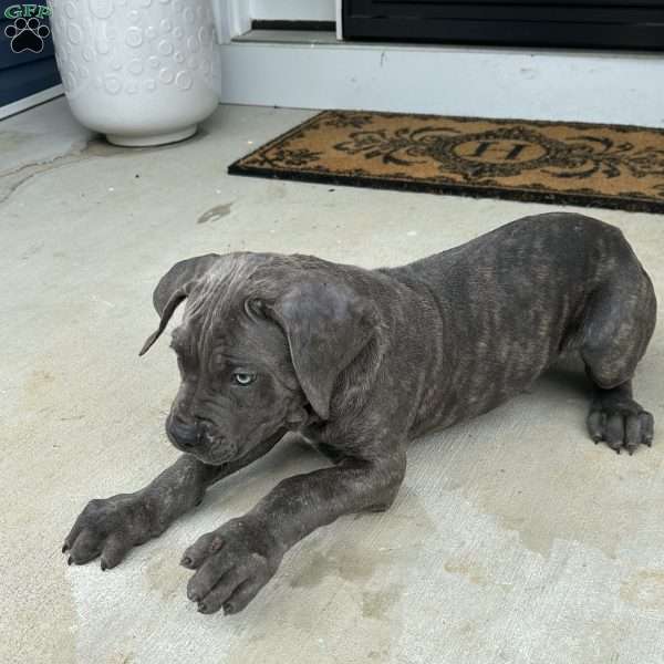 Louie, Cane Corso Puppy