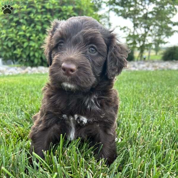 Lily, Portuguese Water Dog Puppy