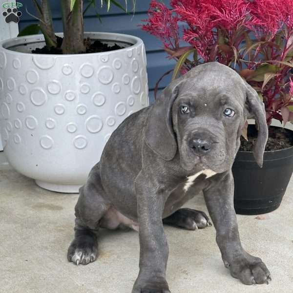 Bobby, Cane Corso Puppy