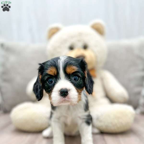 Sally, Cavalier King Charles Spaniel Puppy