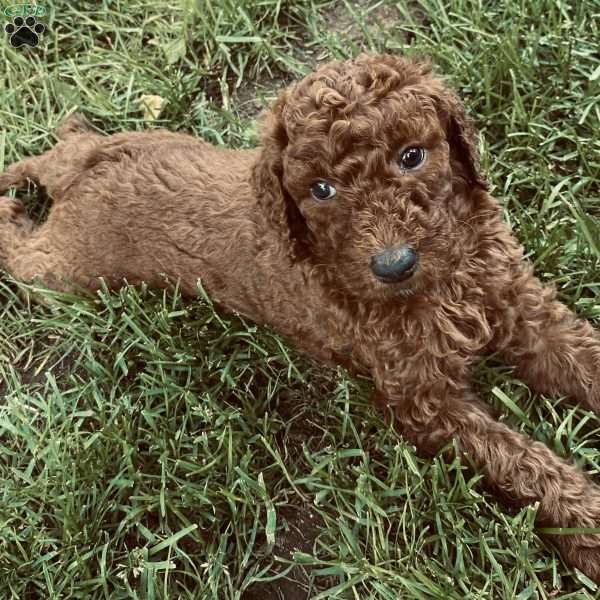 Jax, Standard Poodle Puppy