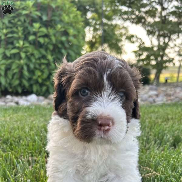 BJ, Portuguese Water Dog Puppy