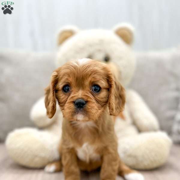 Scarlet, Cavalier King Charles Spaniel Puppy