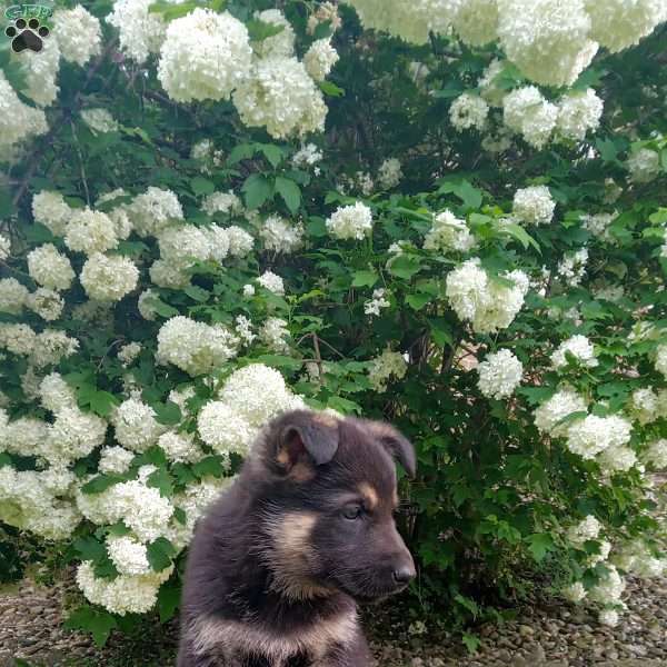 Bonnie, German Shepherd Puppy