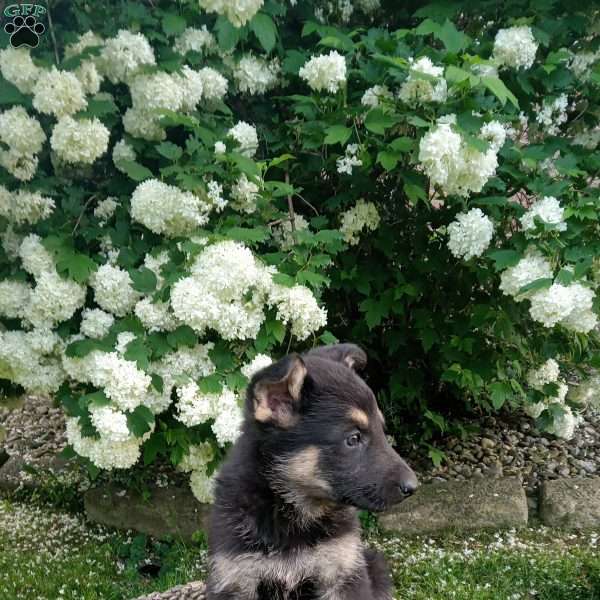 Bailey, German Shepherd Puppy