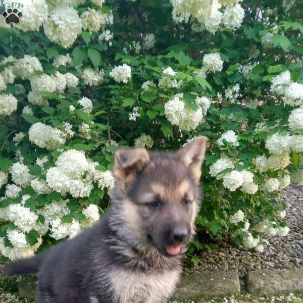 Benji, German Shepherd Puppy