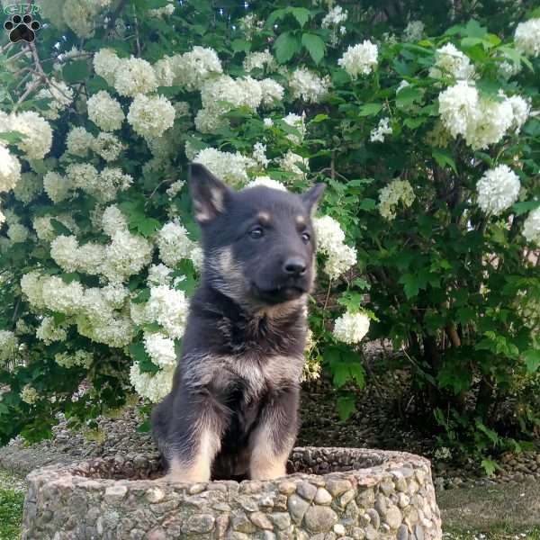 Blossom, German Shepherd Puppy