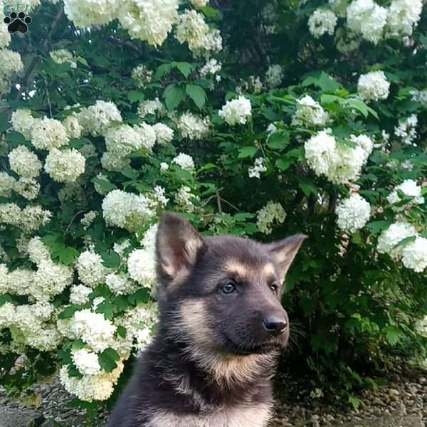 Bella, German Shepherd Puppy