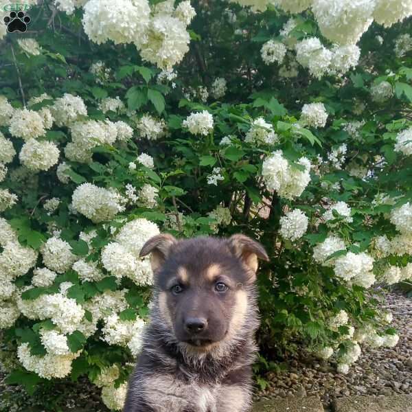 Bear, German Shepherd Puppy