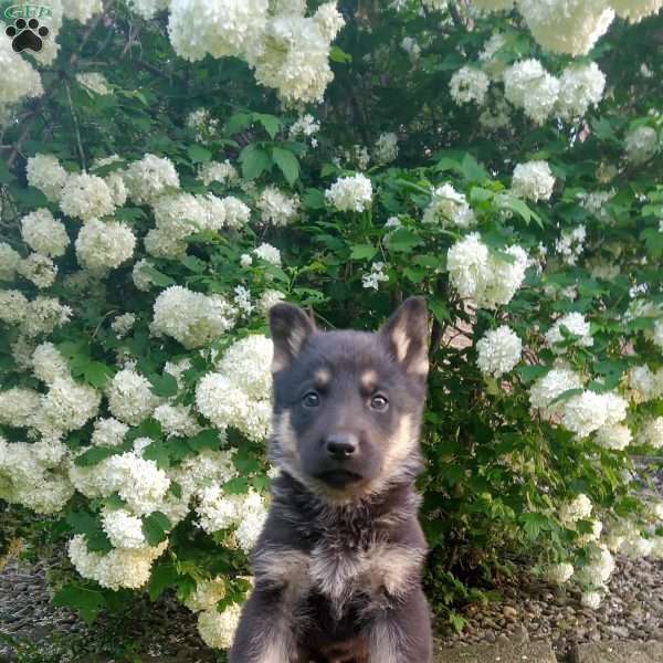 Bandit, German Shepherd Puppy