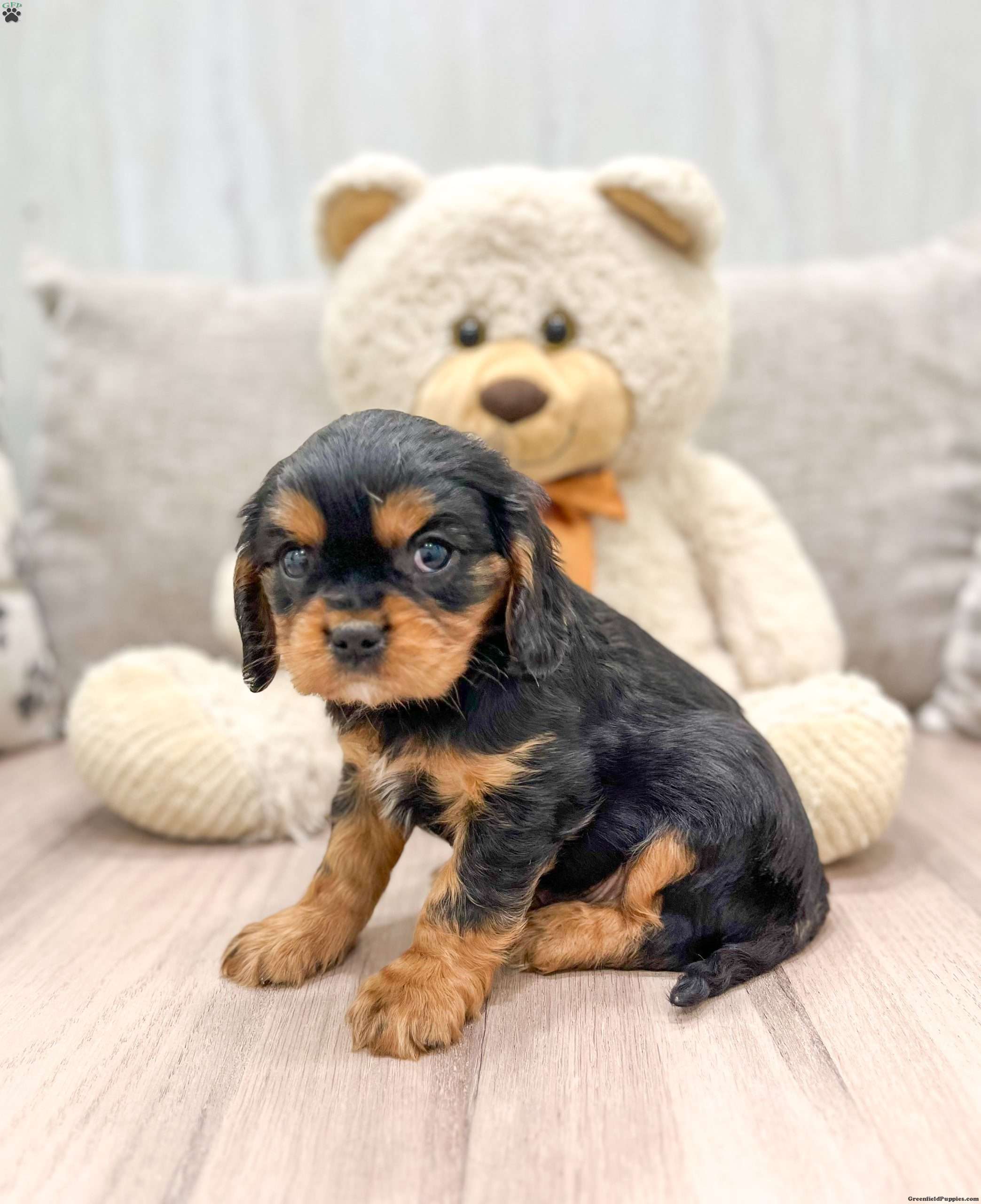 Simon - Cavalier King Charles Spaniel Puppy For Sale in Ohio