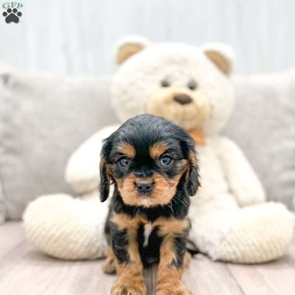 Simon, Cavalier King Charles Spaniel Puppy