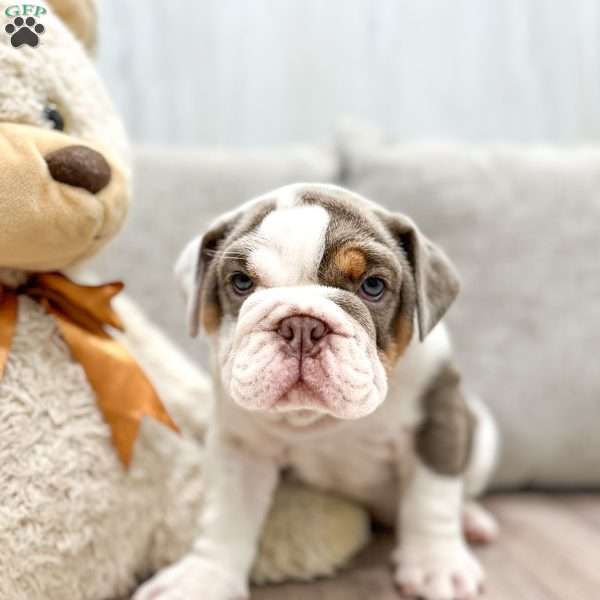 Bonnie, English Bulldog Puppy