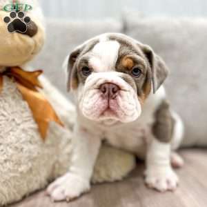 Bonnie, English Bulldog Puppy