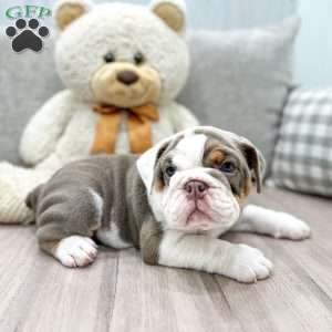 Bonnie, English Bulldog Puppy