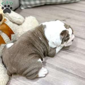 Bonnie, English Bulldog Puppy