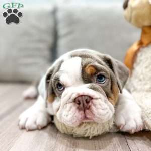 Bonnie, English Bulldog Puppy