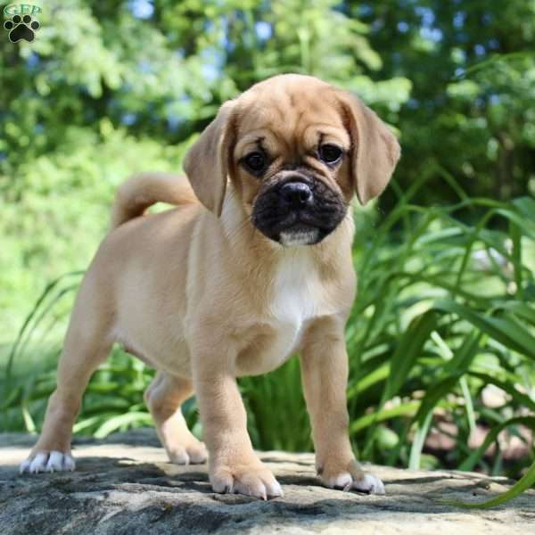 Carmen, Puggle Puppy