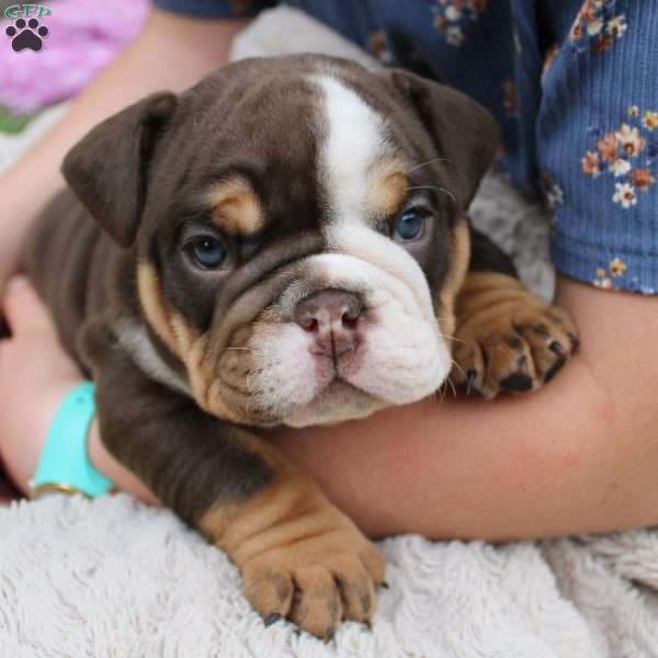 Cocoa, English Bulldog Puppy