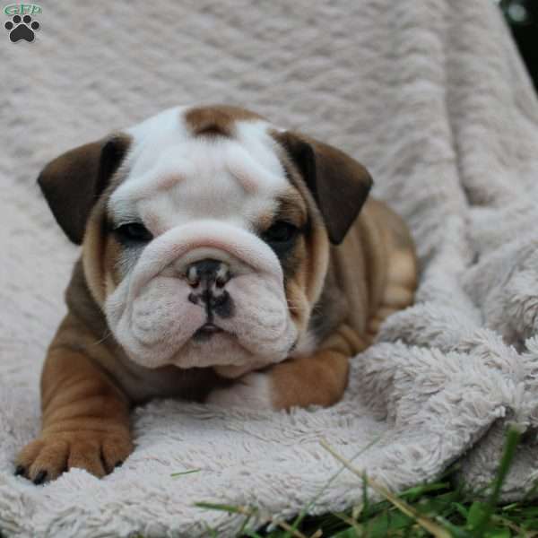 Milton, English Bulldog Puppy