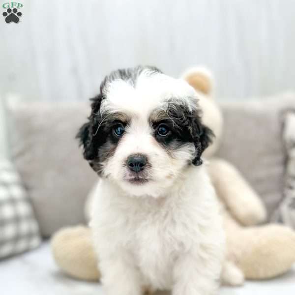 Milo, Mini Bernedoodle Puppy