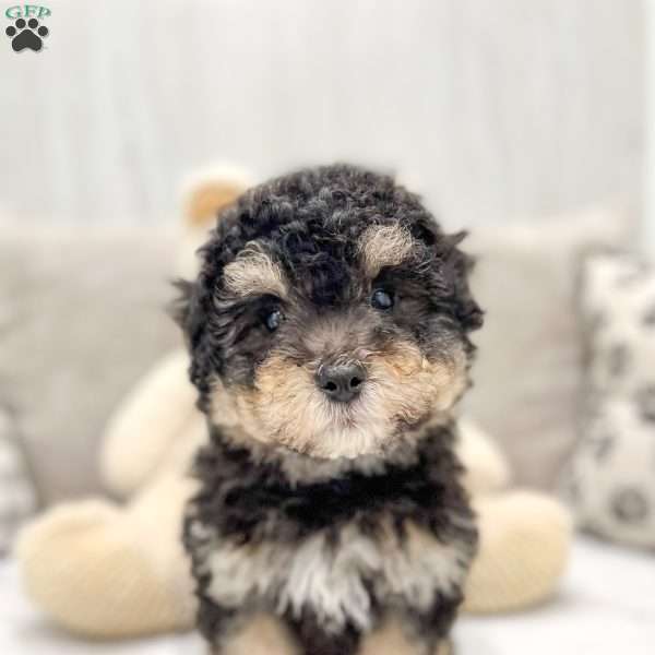 Benji, Mini Bernedoodle Puppy