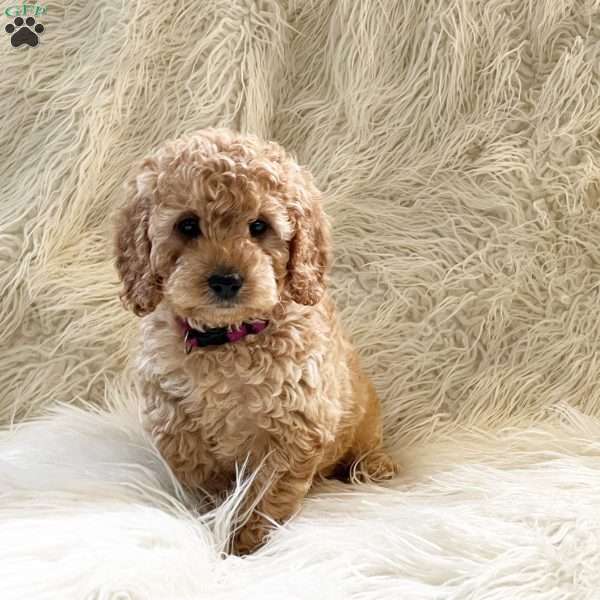 Goldie, Goldendoodle Puppy