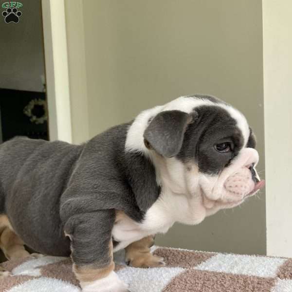 Lilly, English Bulldog Puppy