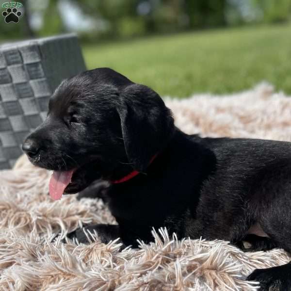 Titan, Labradoodle Puppy