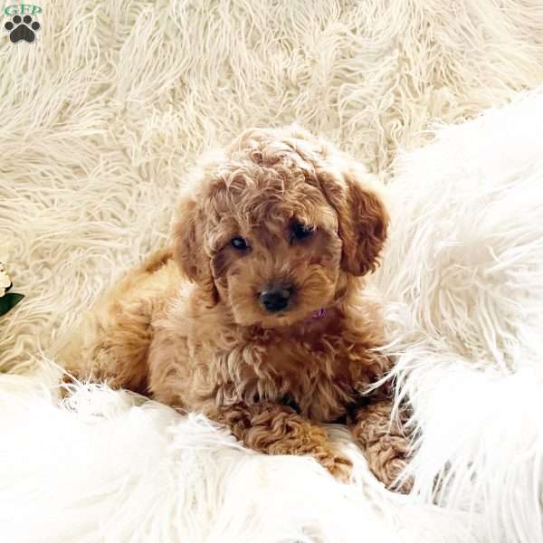 Sandy, Goldendoodle Puppy