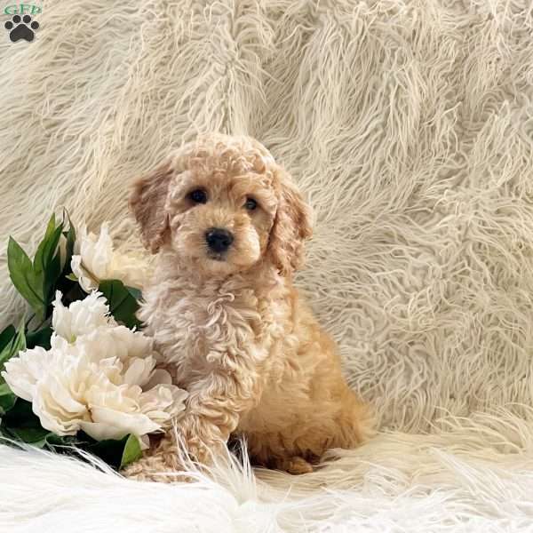 Tucker, Goldendoodle Puppy