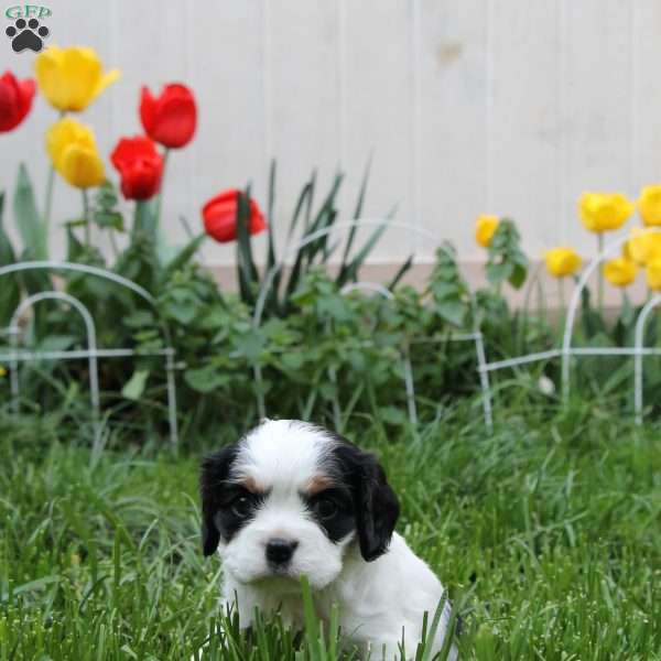 Oaklynn, Cavalier King Charles Spaniel Puppy