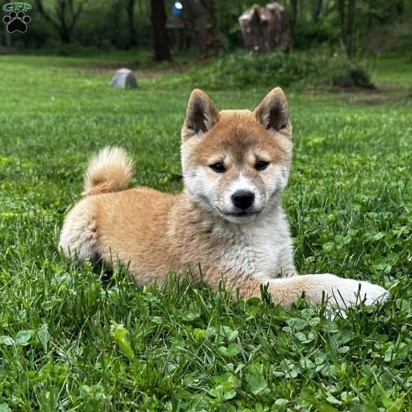 Hunter, Shiba Inu Puppy