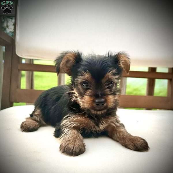 Laia, Yorkie Puppy