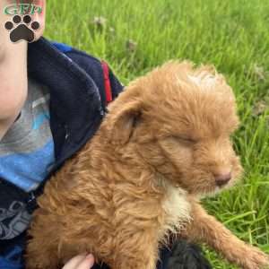 Red, Mini Labradoodle Puppy
