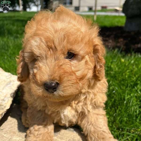 Blondie, Labradoodle Puppy