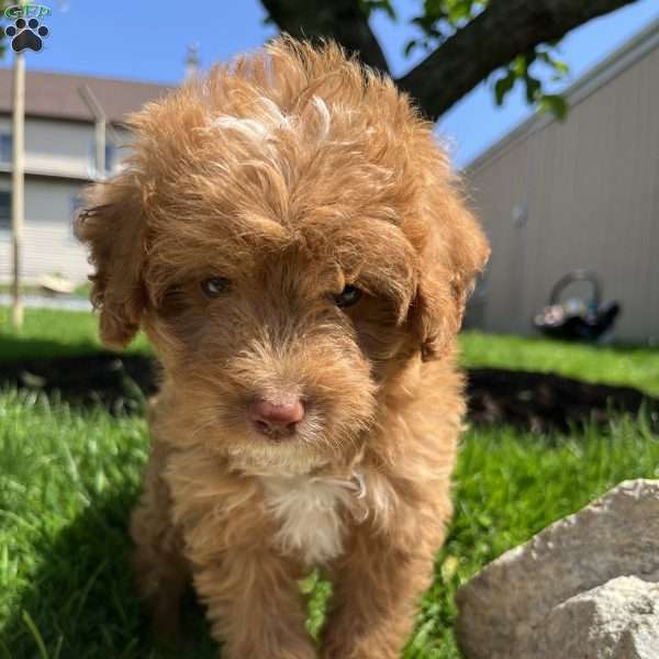 Cedar, Labradoodle Puppy