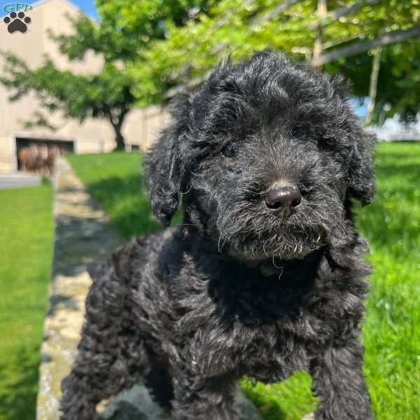 Midnight, Mini Labradoodle Puppy