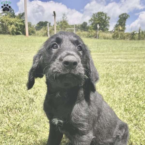 Tena, Labradoodle Puppy