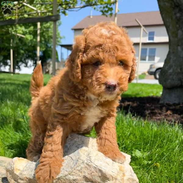 Lucy, Mini Labradoodle Puppy
