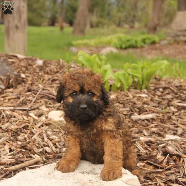 Evan, Mini Whoodle Puppy